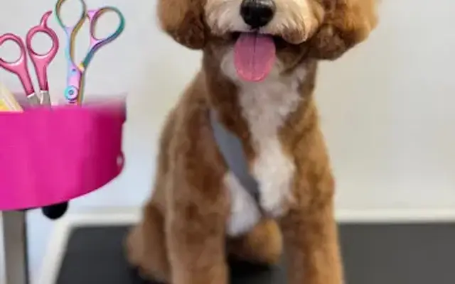 Pink Bone Pet Grooming Salon in Palm Harbor, FL