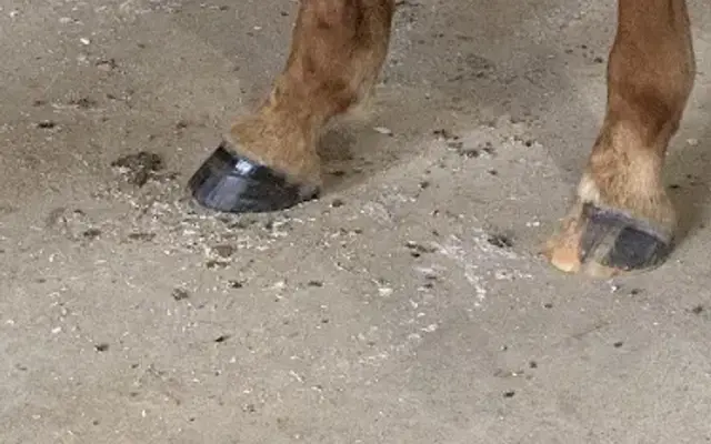 N-T Farrier Services in Tyler, TX