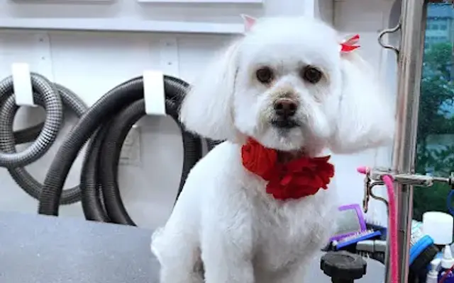 Z Beauty Mobile Pet Spa in Craigsville, VA