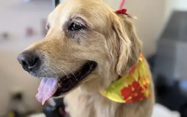Pampetgroomer in West Hartford, CT