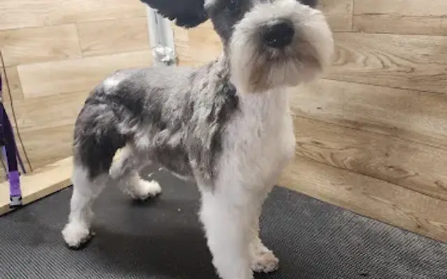 My hero mobile dog grooming in Spring Hill, FL