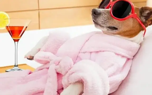 Paws & Relax Mobile Grooming in Manhattan Beach, CA
