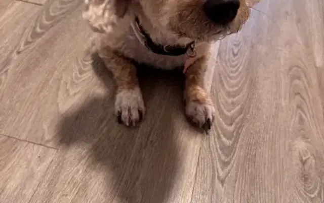DeTails For Pets in Southfield, MI