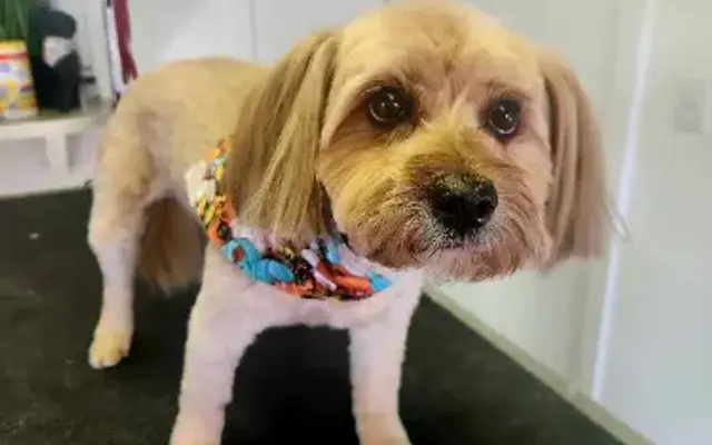 Collar N Comb Pet Grooming in Bristol, VA