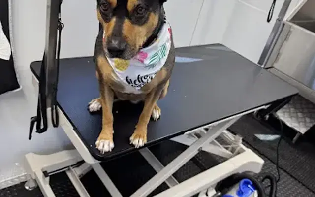 Squeaky Clean Muttz in Perris, CA
