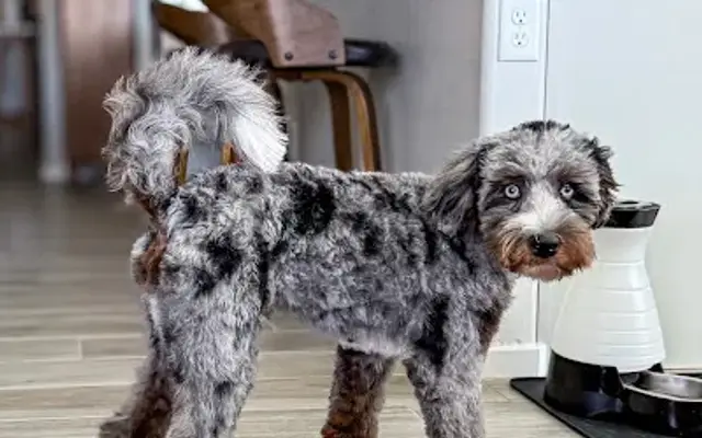 PRIDE&GROOM (Pet Grooming) in Las Cruces, NM
