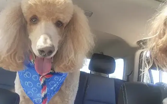 PetSmart Grooming in Lockport, NY