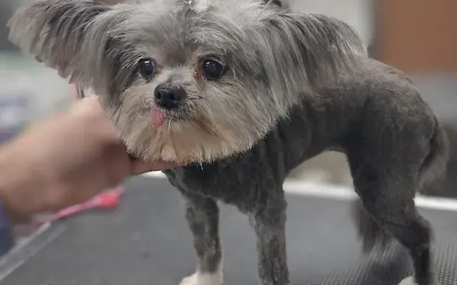 Petsense Pet Salon in Beverly Hills, FL