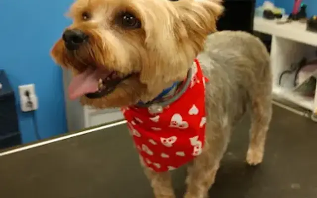 Justabout Pawz Pet Salon in Pittsburgh, PA