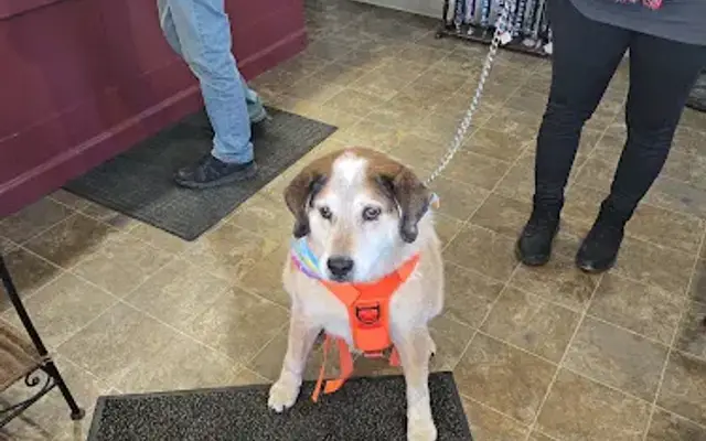 Gold Clipper Pet Salon in La Porte, IN