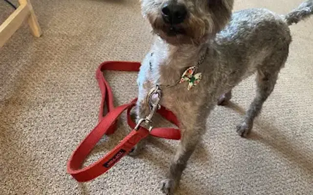 Bark Avenue Grooming in Buchanan, NY