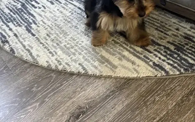 AaryTheGroomer in Jacksonville, FL