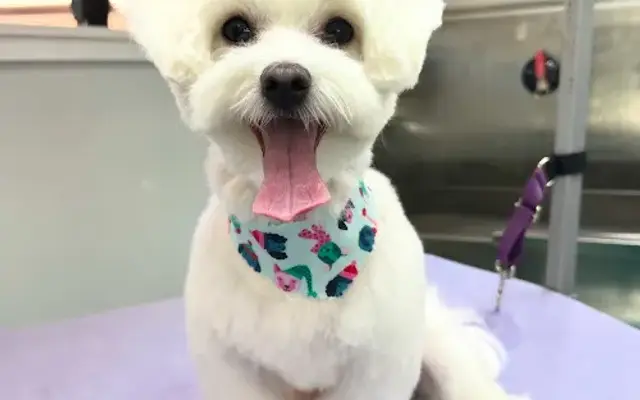 Rock-a-Pooch Pet Styling in Manvel, TX