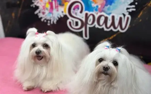 Lola Spaw Mobile Pet Grooming in Weston, FL