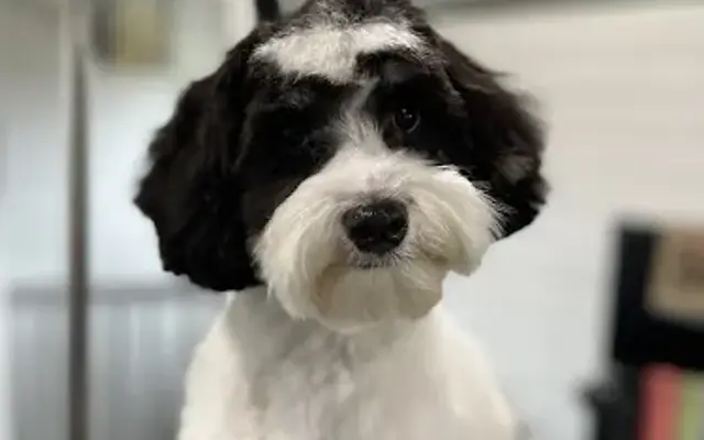 Dehart's Dog Grooming in Du Quoin, IL
