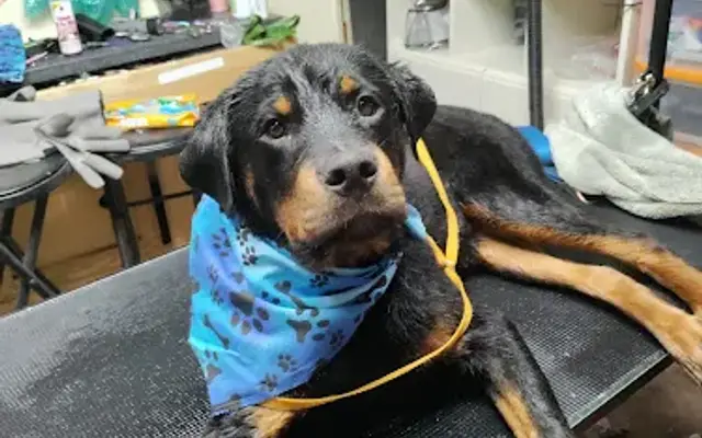 Pup Cuts in Morrisville, PA