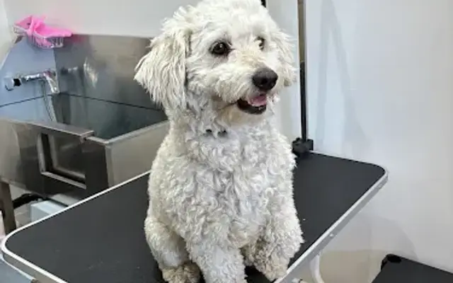 Mb grooming in Los Angeles, CA
