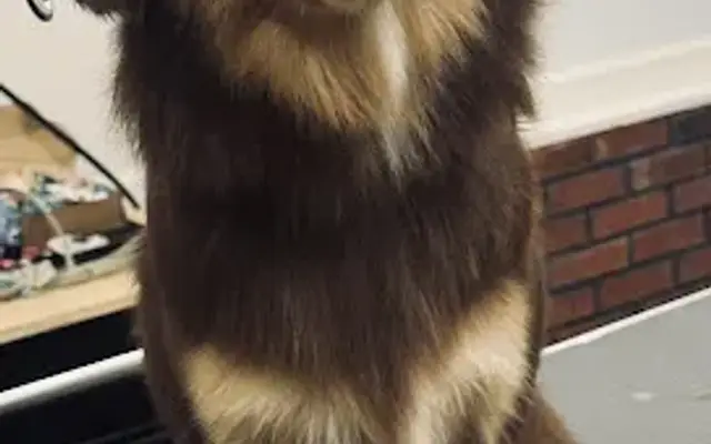 Southern Paws Dog Grooming Spa in Waxhaw, NC