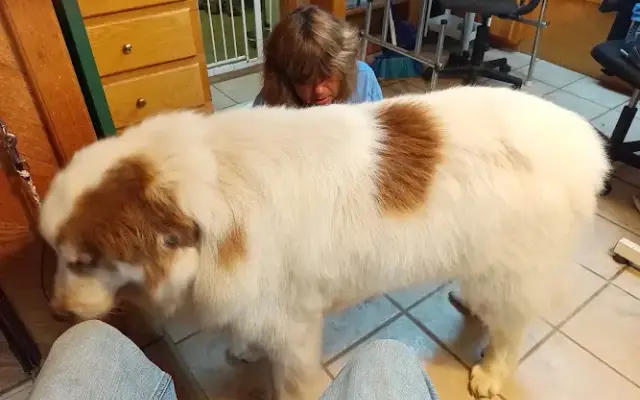 Puppy love grooming and daycare 24 hours in Wright City, OK
