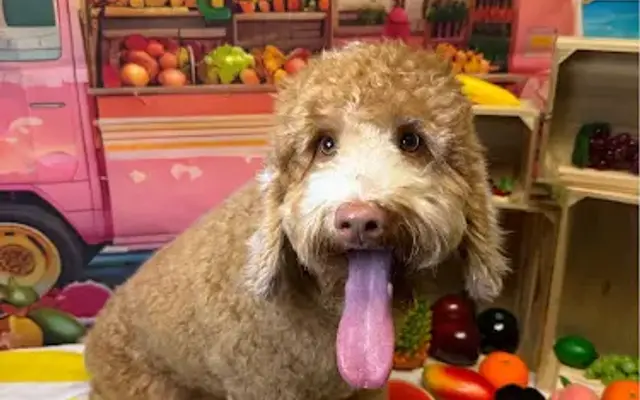 Rock n Pup Pet Salon & Dog Wash in Nolensville, TN