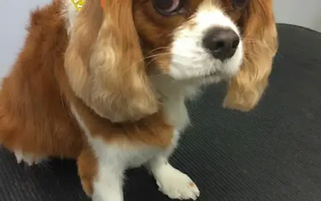 Julie's Grooming in Bedford, OH