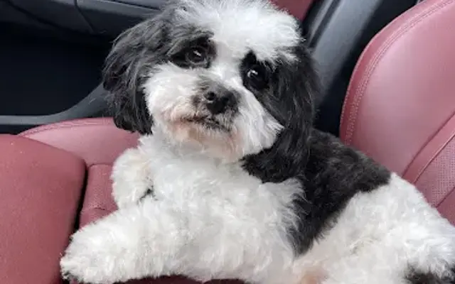 Grooming Studio Inc in West Hills, CA