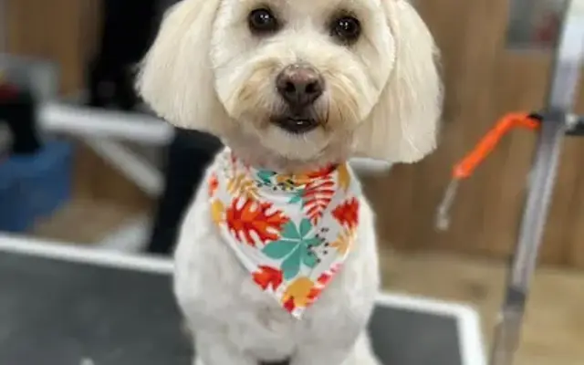 Prefurred Pet Salon in South Lyon, MI