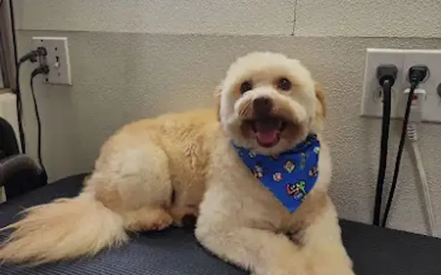 Pet Zone | Grooming Mobile Services LLC. in Dover, NJ