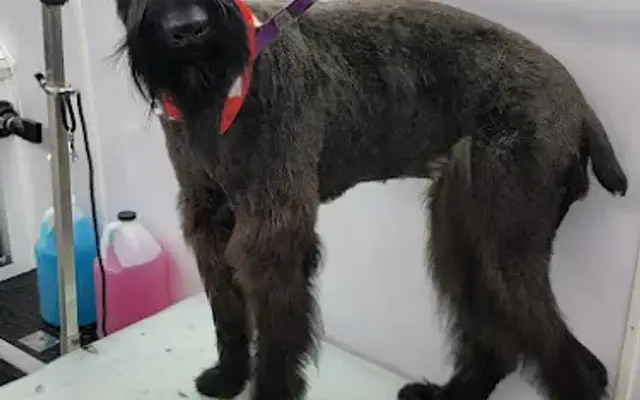 Zoomin Groomin in North Bend, WA