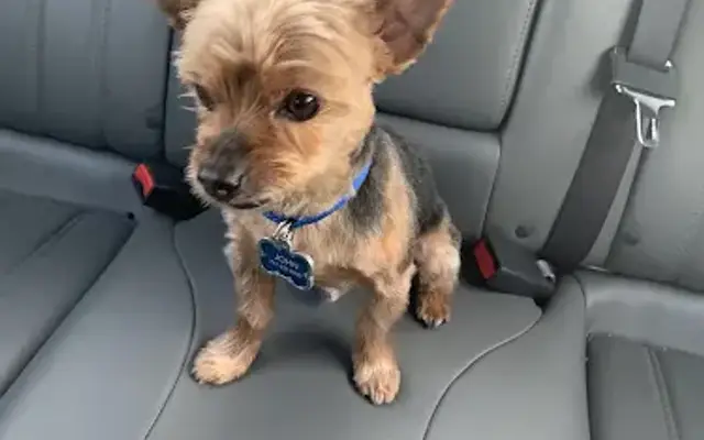 Sophisti Cuts Pet Grooming in Greencastle, PA