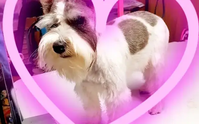 T-N-T Grooming and Kennel, LLC. in Boynton, OK