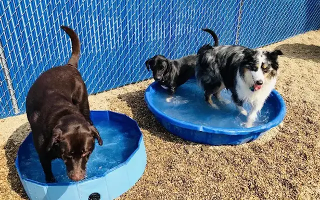 Royal Paws K9 Club in Nashua, NH