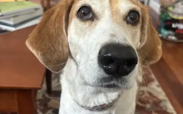 Pet Care by Lindsay in Garland, ME