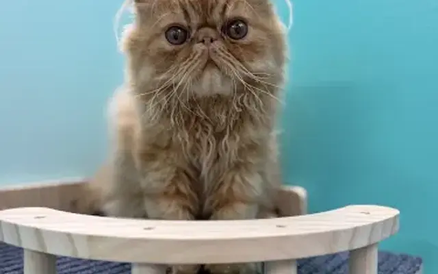 Feline Purradise in Phoenix, AZ