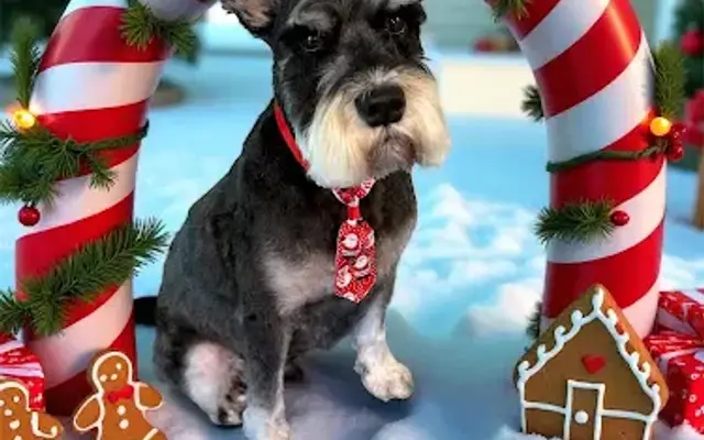 The Dapper Dog Mobile Grooming in Moss Bluff, LA