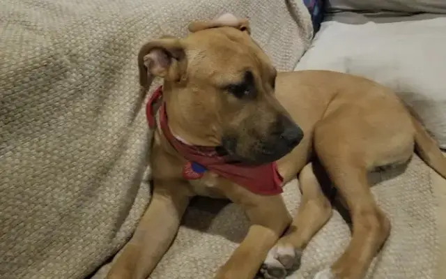 Uncle Jeff's Pet Sitting & More in Canoga Park, CA