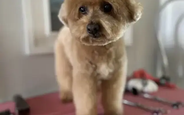 Peaceful Pup Styling LLC in Naples, FL