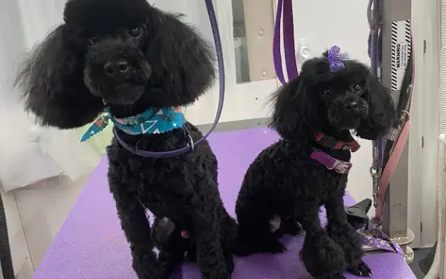 Dog Gone Purr-fect Mobile Grooming in Bel Air, MD