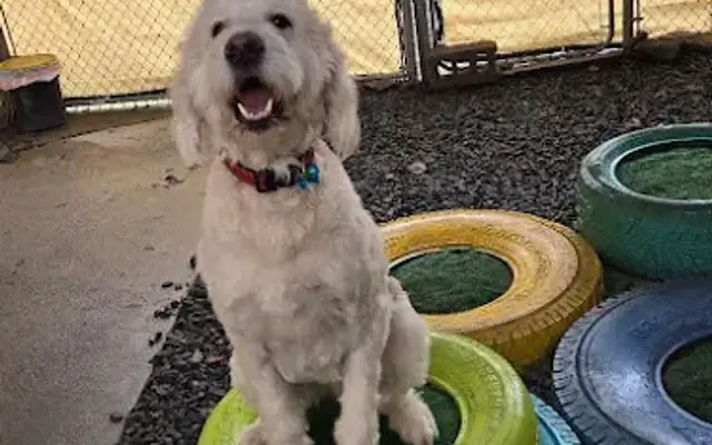 Mutt in Jeff in Jeffersonville, NY