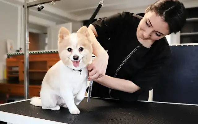 Total Dog-E Clips Dog Grooming and Walking in Cambridge, NY