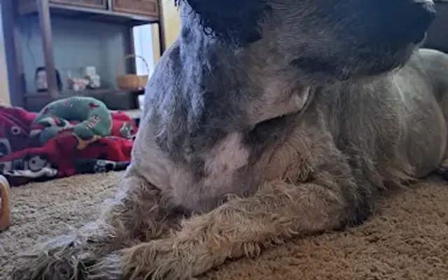 PetSmart Grooming in Bellingham, WA
