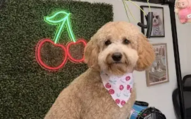 Cherry Bow Dog Grooming in Alvarado, TX