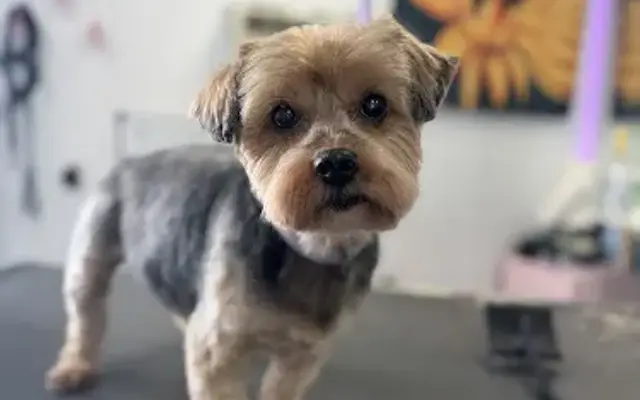 Precious Pup Cuts in Watervliet, NY