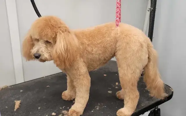 The Velvet Tail Mobile Pet Grooming LLC in Denver, CO