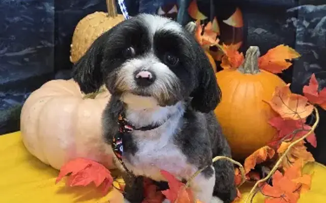 OPE Dog Salon LLC in Frankfort, IN