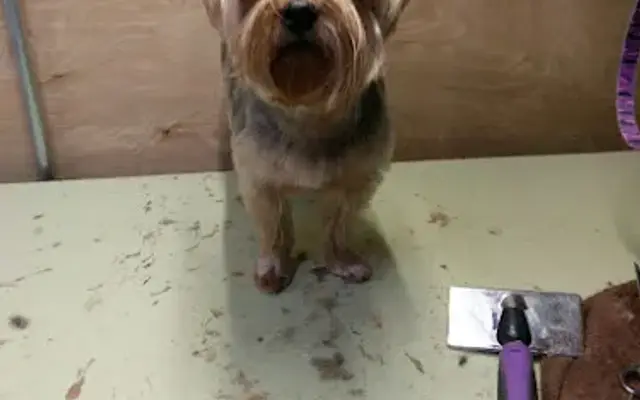 Marjorie's Wash'n Wag'n in Weatherford, TX