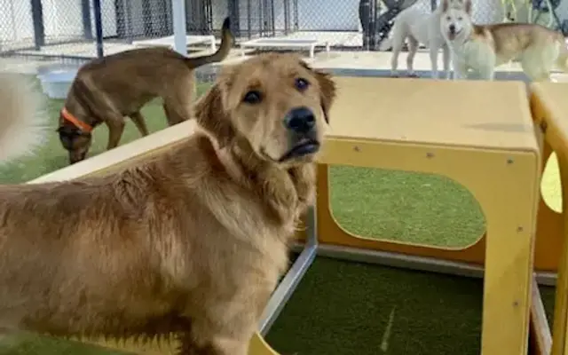 PetSuites League City in League City, TX