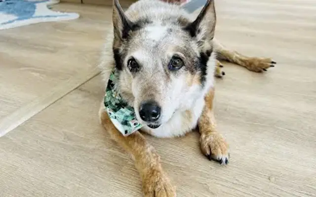 VCA Burton Animal Hospital in Burton, OH