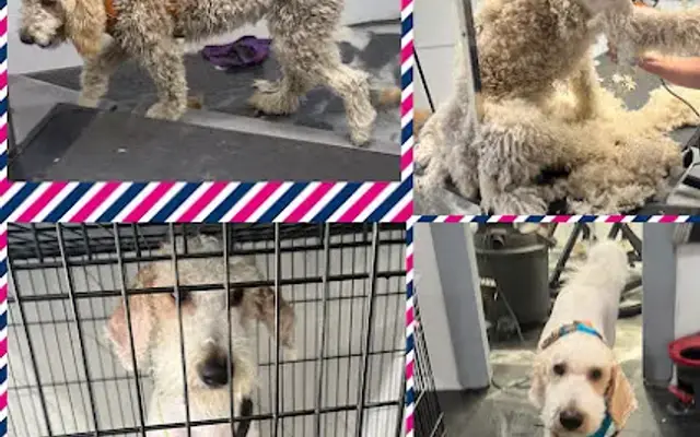 Underdog Grooming in Ruidoso, NM