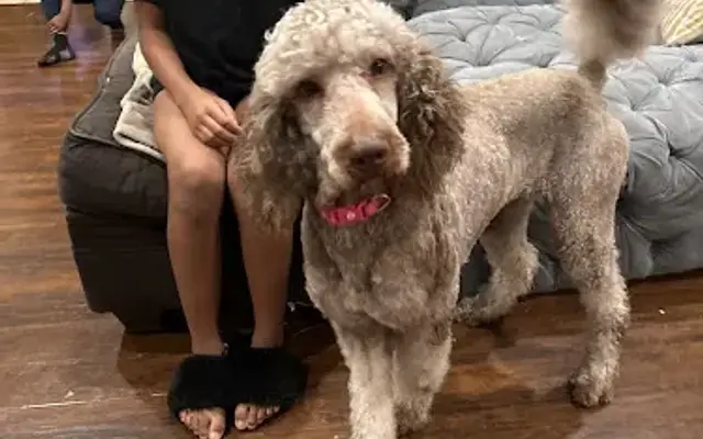 Send Rover Over in Reserve, LA